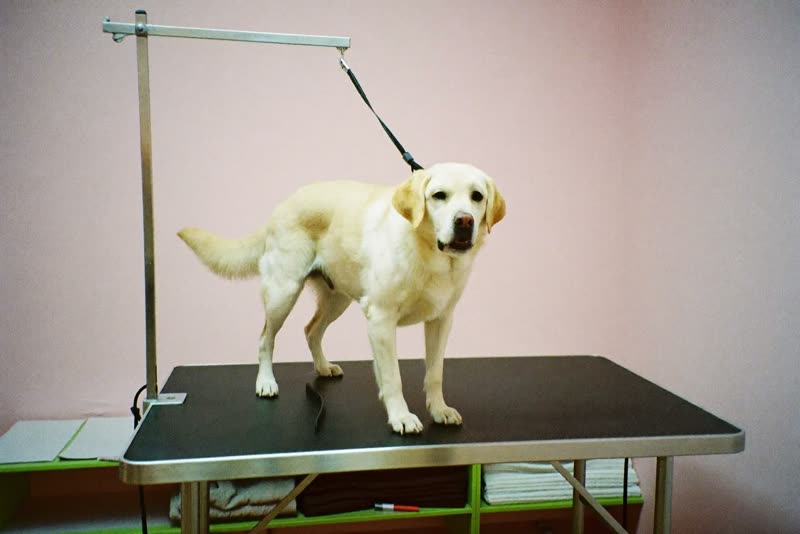 A dog standing on a grooming table in a bright salon room